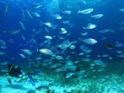 Diving in Gozo